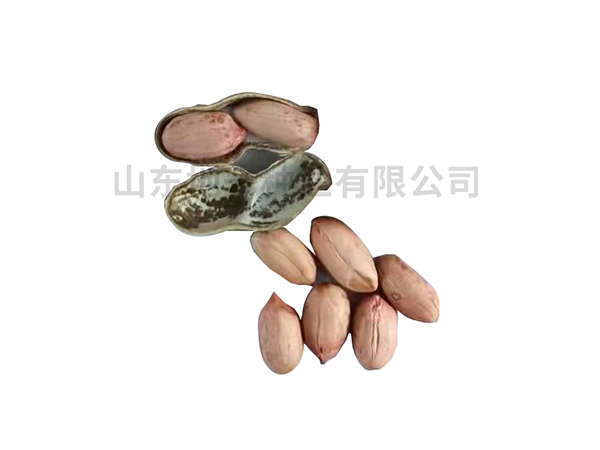 濰花22號品種